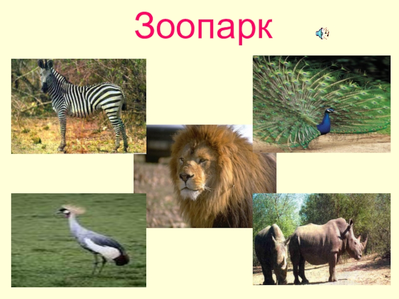 Презентация Зоопарк