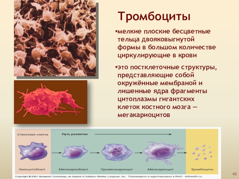 Окружен мембранами. Постклеточные структуры крови. Тромбоциты постклеточные структуры. Лейкоциты постклеточные структуры. Цитоплазма тромбоцитов.