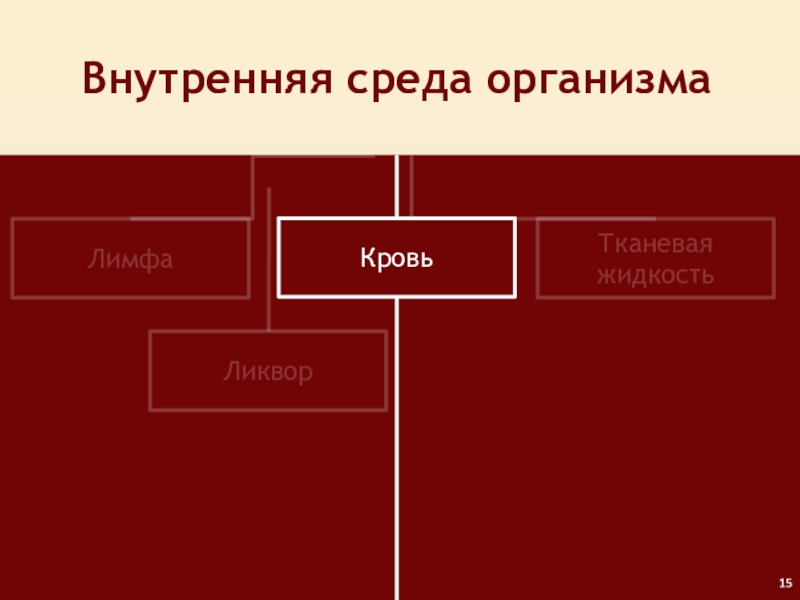 Внутренняя среда организма 1 2 3. Ликвор внутренняя среда организма. Тканевая жидкость ликвор лимфа. Кровь как внутренняя среда организма. Ликвор и лимфа.