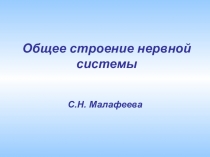 Общее строение нервной системы