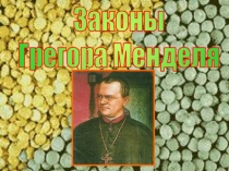 Законы
Грегора Менделя