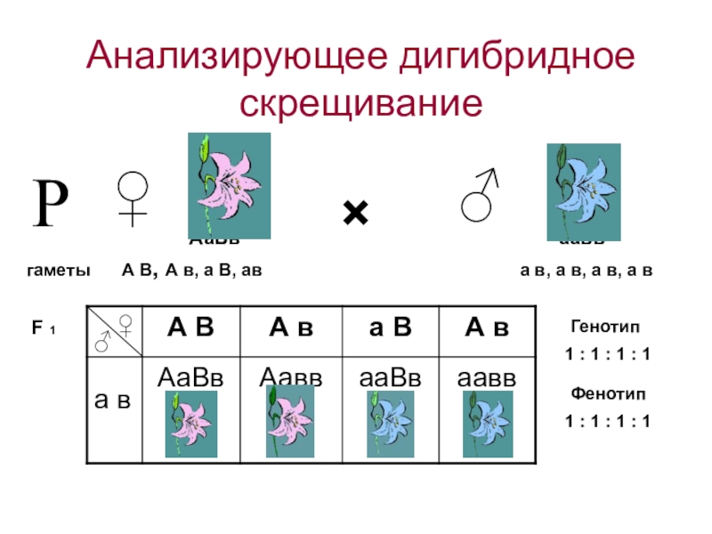 Анализирующее дигибридное скрещивание схема