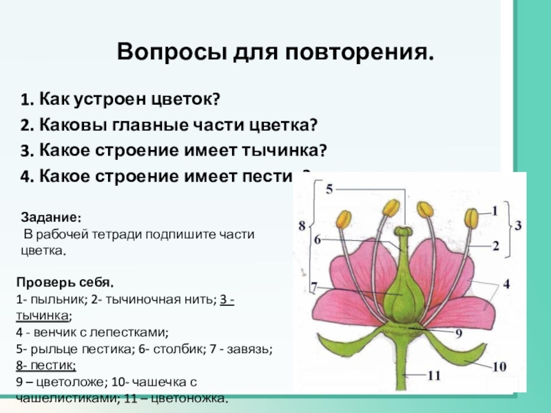 Какое строение имеет капуста