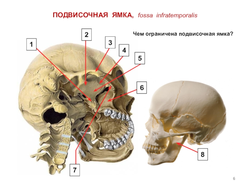 Височная впадина картинка