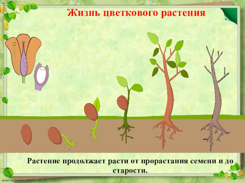 Развитие цветкового растения презентация