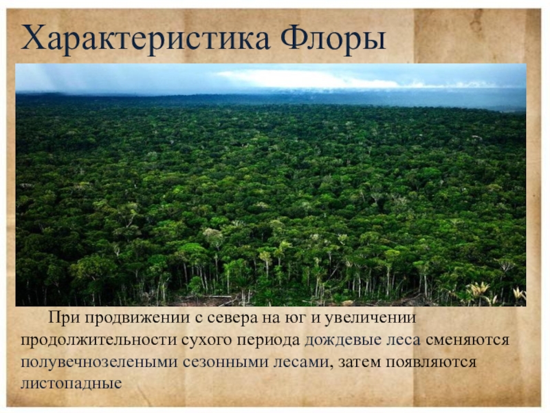 Сухие периоды. Неотропические леса. Неотропическая область. Неотропическая область картинки.