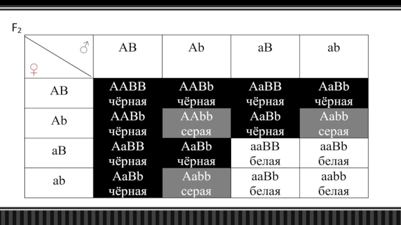 Схема aabb х аавв иллюстрирует