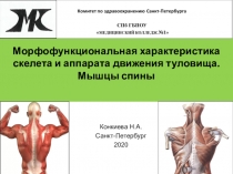 Морфофункциональная характеристика скелета и аппарата движения туловища. Мышцы
