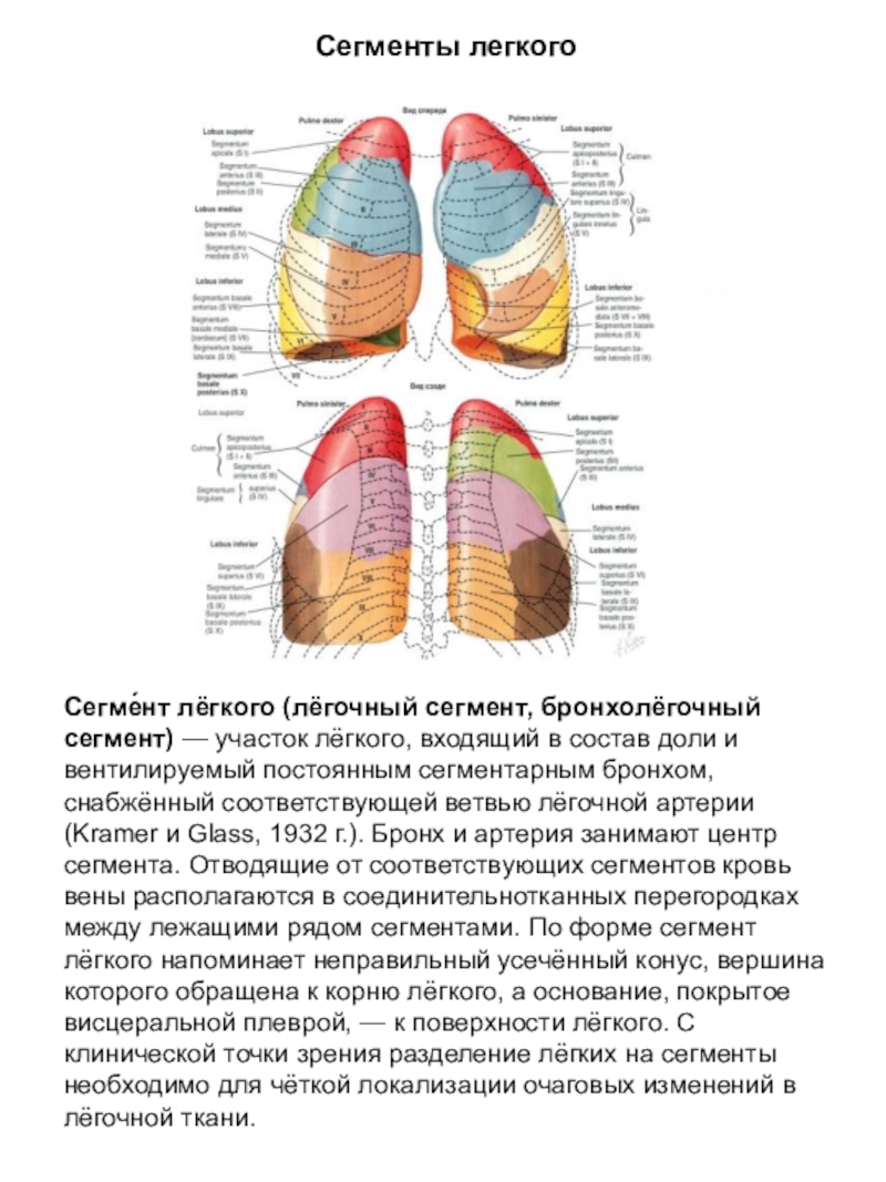 Количество долей в легком