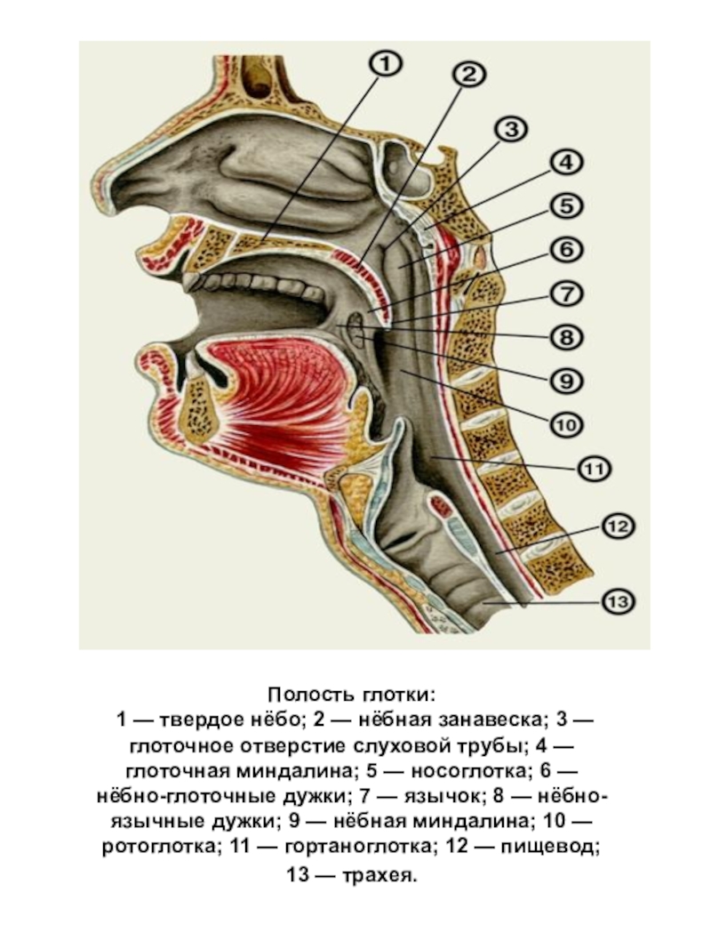 Строение носоглотки человека схема