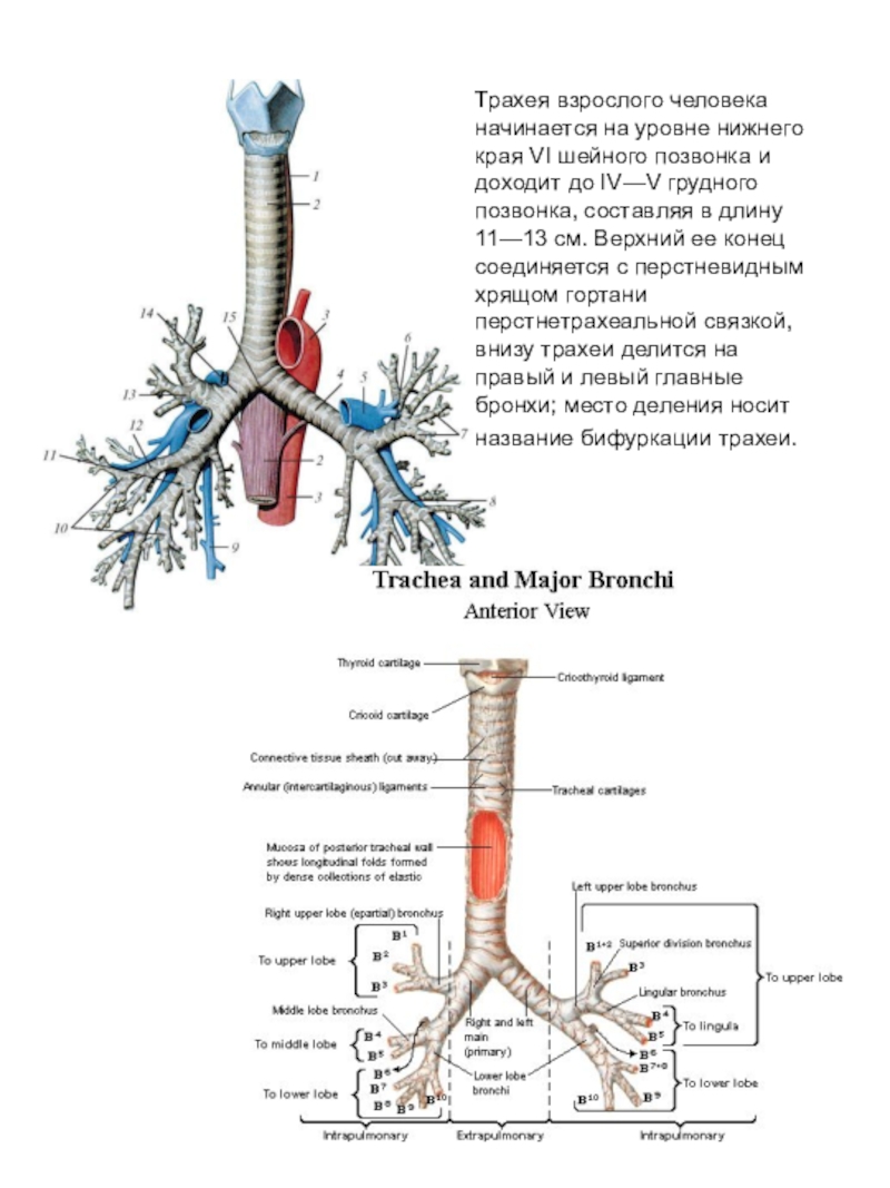 Трахея у человека. Трахея. Трахея человека. Трахея начинается на уровне. Трахея делится на.