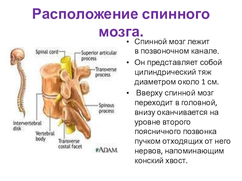 Спинной мозг располагается в спинномозговом канале позвоночного