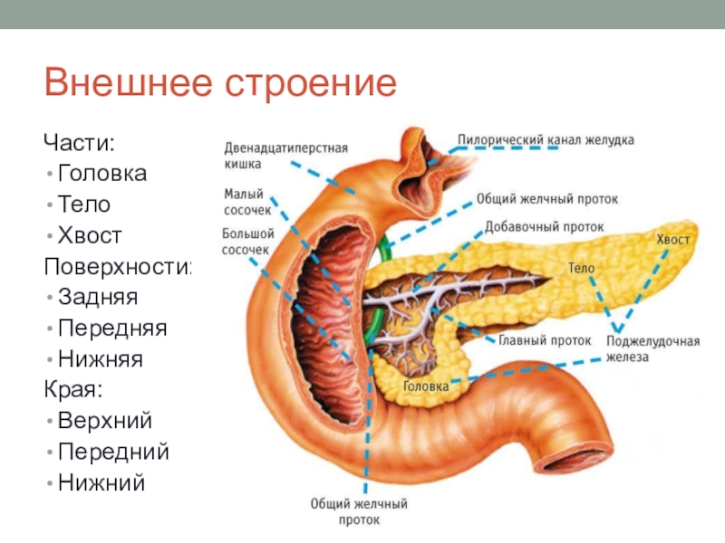 Анатомия поджелудочной железы презентация