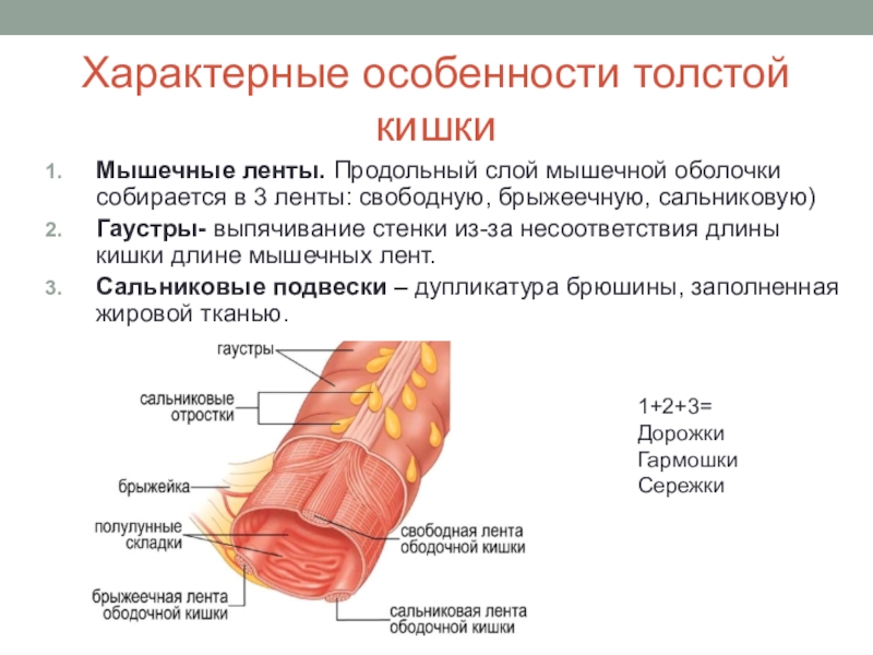 Какой тканью образованы стенки кишечника