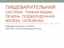 Пищеварительная система. Тонкая кишка, печень. поджелудочная железа. селезенка