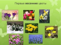 pervye vesennie tsvety office powerpoint 3