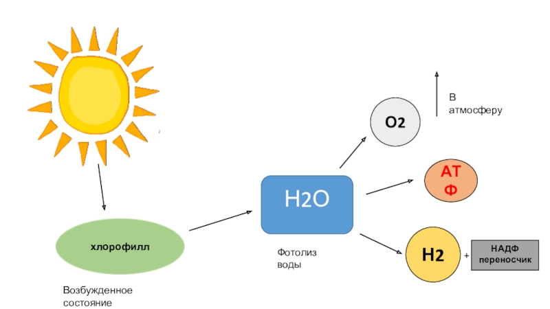 Фотолиз происходит в. Фотолиз воды уравнение реакции. Схема фотолиза воды при фотосинтезе. Фотолиз воды процесс. Фотолиз воды схема.