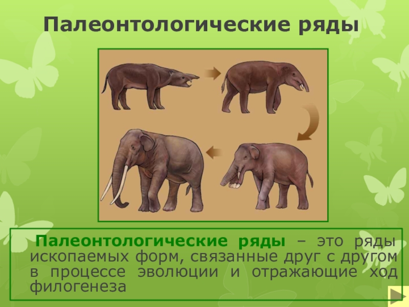 Презентация палеонтология 7 класс