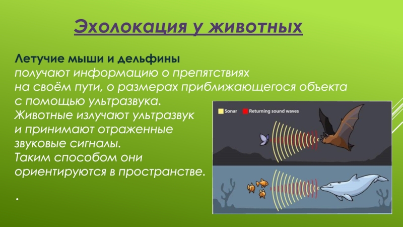 Крылатые эхолокаторы проект