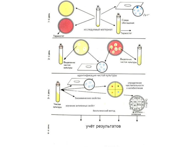Метод чистой культуры. Схема выделения чистой культуры анаэробов. Схема выделения чистой культуры аэробов. Выделение чистой культуры анаэробов по дням. Схема выделения чистой культуры анаэробов микроорганизмов.