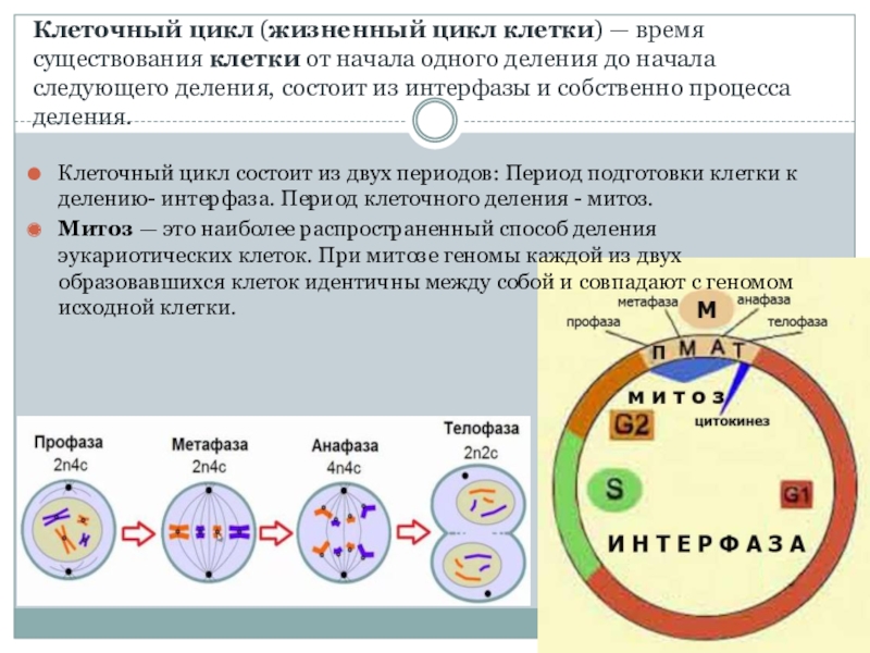 Жизненный цикл клетки состоит из интерфазы. Деление клетки жизненный цикл митоз.