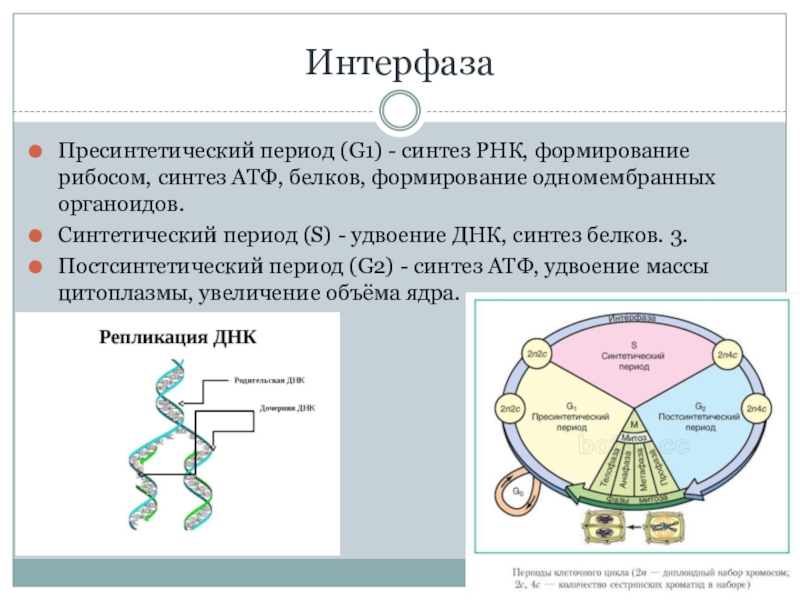 Жизненный цикл клетки состоит из интерфазы. Синтетический и пресинтетический период. Пресинтетический период g1. Пресинтетический период набор хромосом. Пресинтетический период интерфазы процессы.