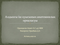 Алдыңғы іш қуысының анатомиялық орналасуы