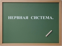 НЕРВНАЯ СИСТЕМА