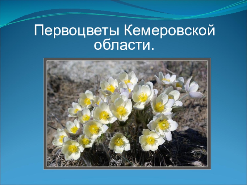 Первоцветы Кемеровской области