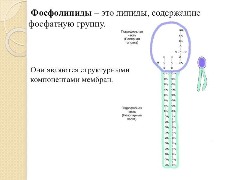 Фосфолипиды это. Фосфолипиды. Фосфолипиды в организме человека. Липиды фосфолипиды. Фосфолипиды это в биологии.