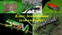 Класс Земноводные (или амфибии)