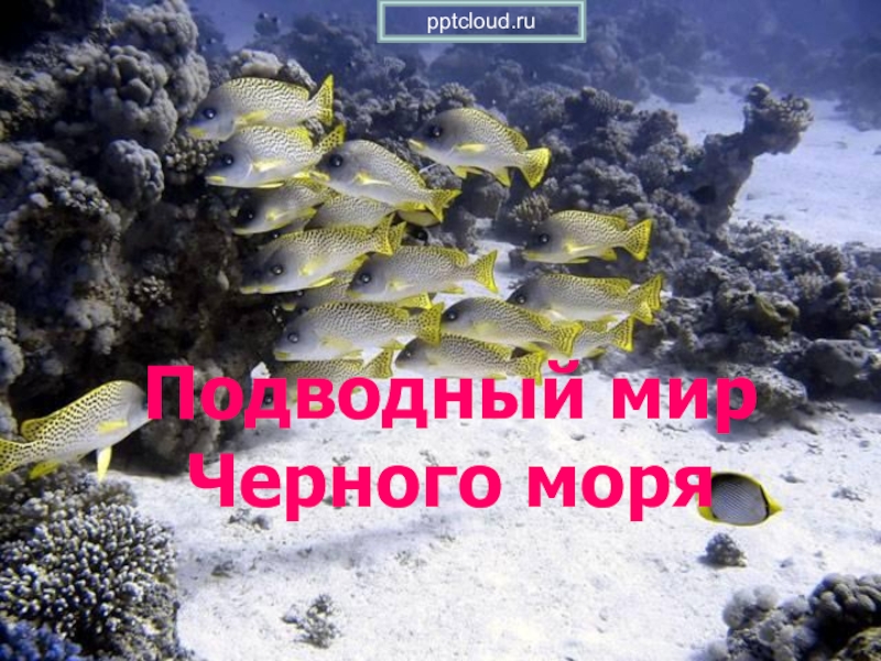 Презентация Подводный мир Черного моря
pptcloud.ru