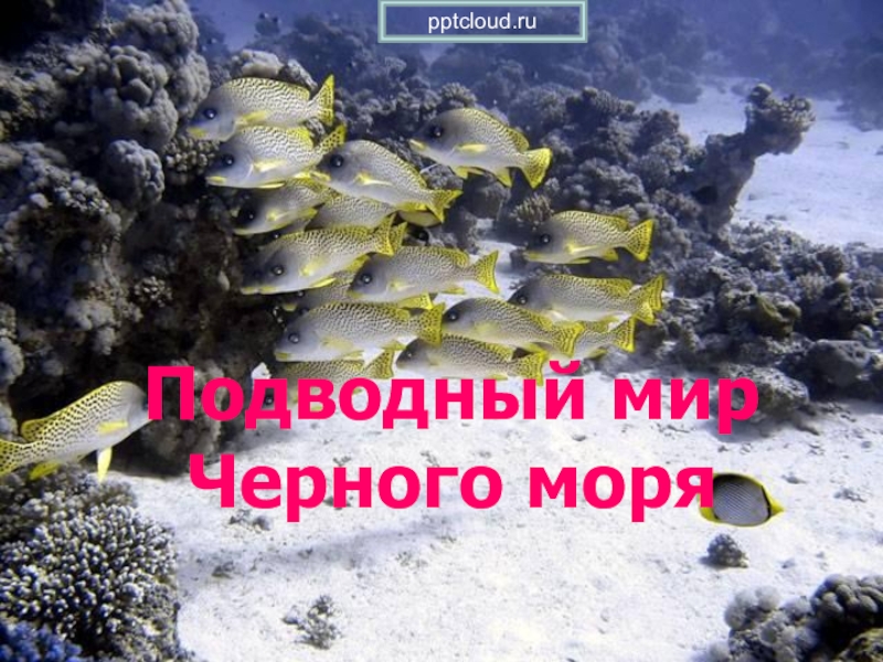 Подводный мир Черного моря
pptcloud.ru