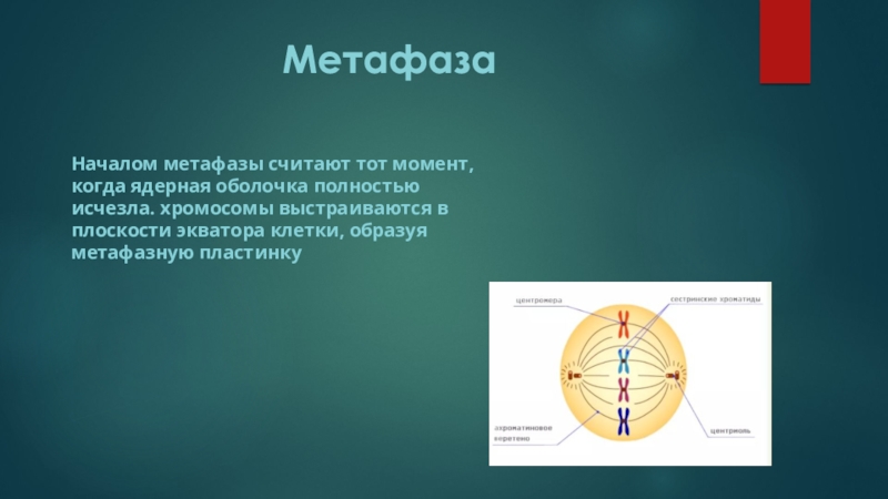 Хромосомы в экваториальной плоскости. Метафаза Экваториальная пластинка. Метафаза процессы. Ядерная оболочка в метафазе. Стадии метафазы.