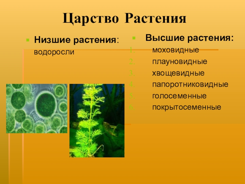 Значение растений водорослей. Царство растения низшие растения. Царство растений водоросли низшие. Низшие растения представители. Плауновидные Покрытосеменные.