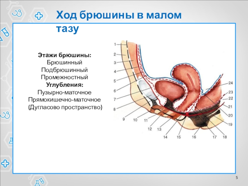 Органы малого таза у женщин что это