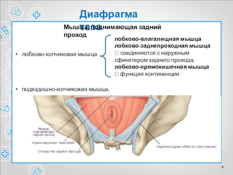 Лобково копчиковая мышца фото