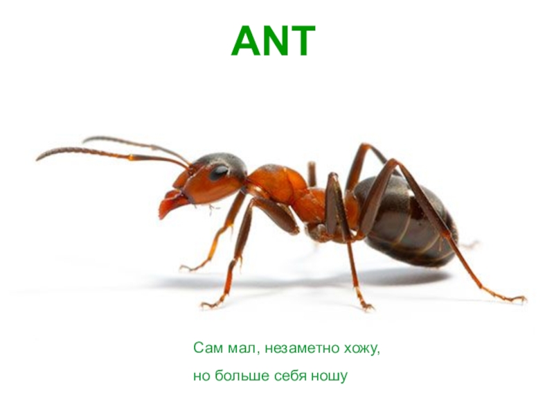 ANT
Сам мал, незаметно хожу,
но больше себя ношу