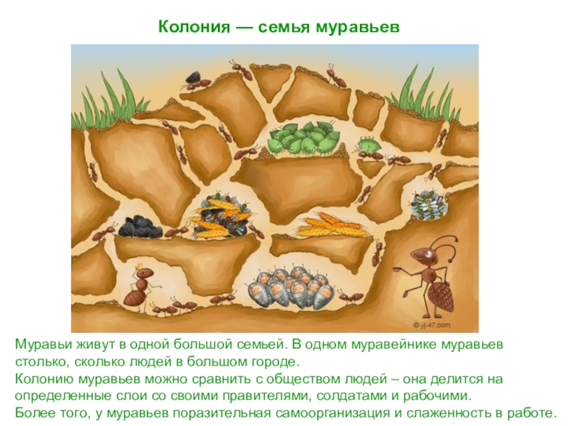 Схема устройства муравейника