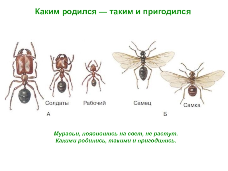 Какой тип развития характерен для муравья