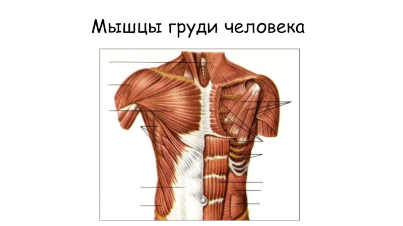 Мышцы груди человека