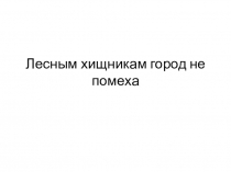 Лесным хищникам город не помеха