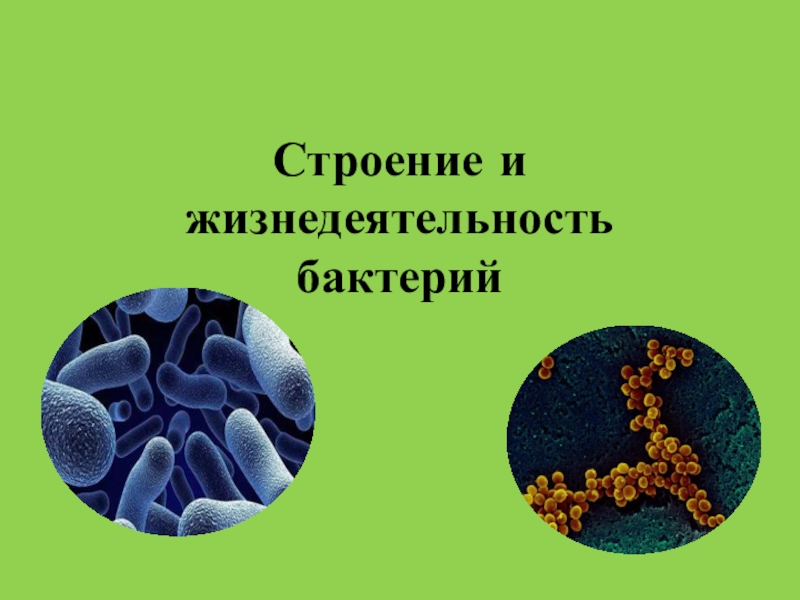 Презентация Строение и жизнедеятельность бактерий