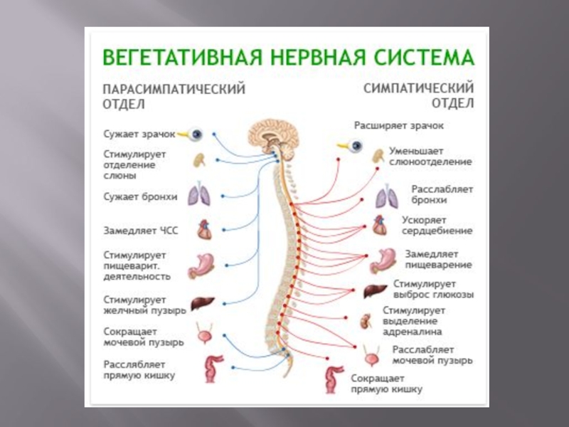 Лечить вегетативную систему