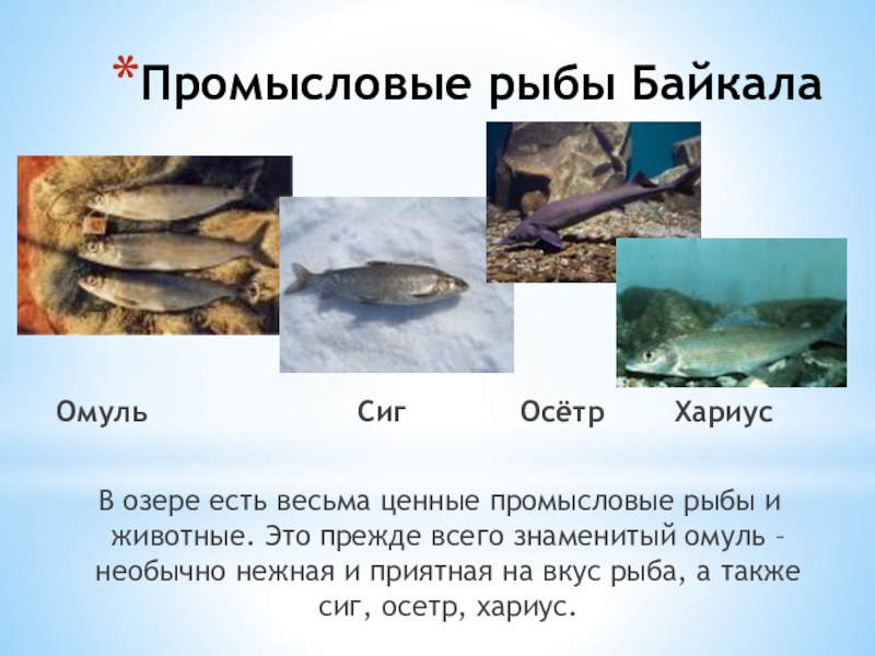Промысловые рыбы 7 класс. Рыбы озера Байкал для детей. Промысловые рыбы Байкала. Рыбы Байкала презентация. Рыба сиг Байкал.