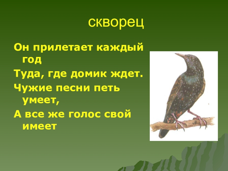 Текст скворцы. Скворец в движении. Скворцы прилетели слова. Способ передвижения скворца.