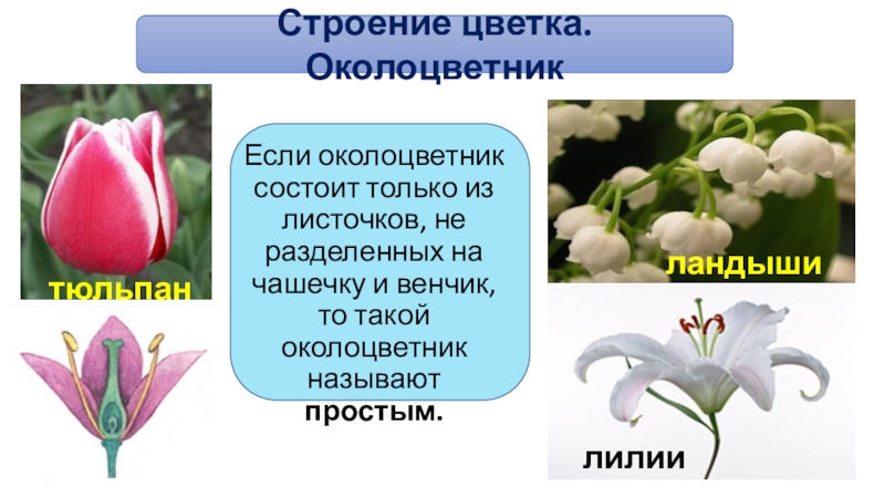 Околоцветник двудольных растений. Цветок лилии околоцветник. Околоцветник состоит из. Околоцветник капусты.