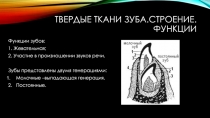 Твердые ткани зуба.Строение.функции