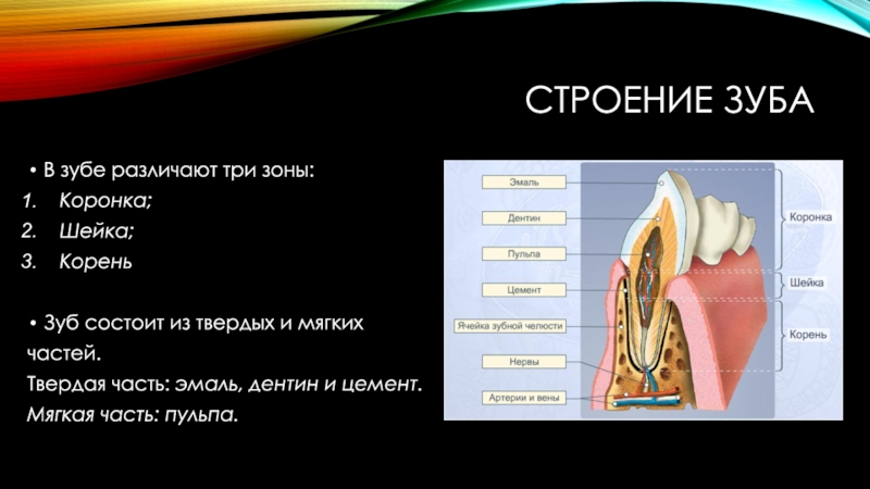 Твердые ткани зуба. Строение зуба эмаль дентин цемент. Твердые ткани зуба анатомия. Строение твердых тканей зуба.