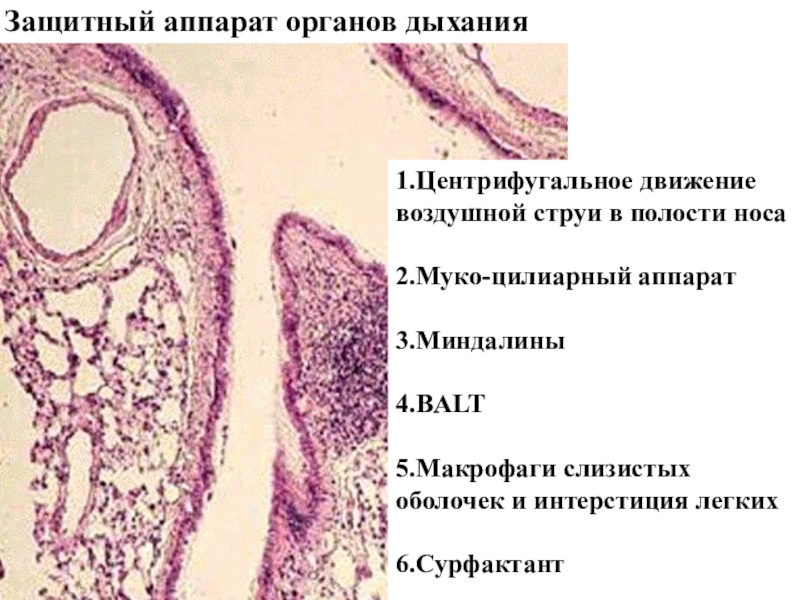 Презентация гистология дыхательной системы